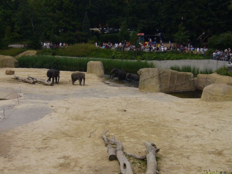Bild 2006-06-25_Zoo_116.JPG wird geladen...